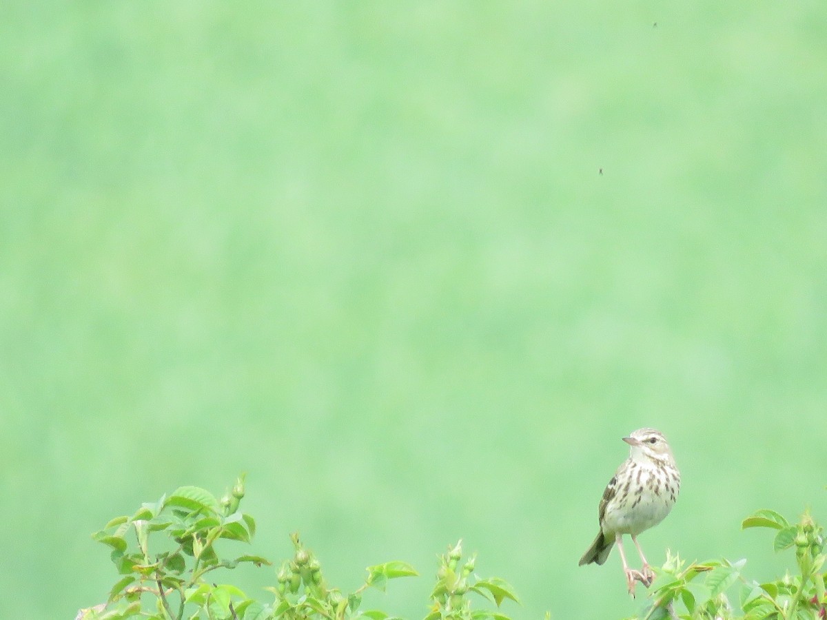 Tree Pipit - Josiah Evans