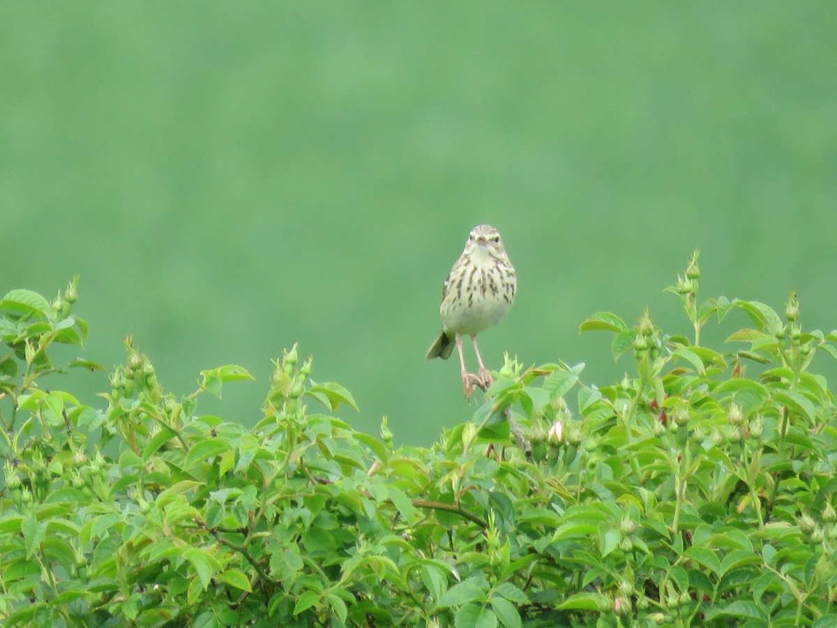 Tree Pipit - Josiah Evans