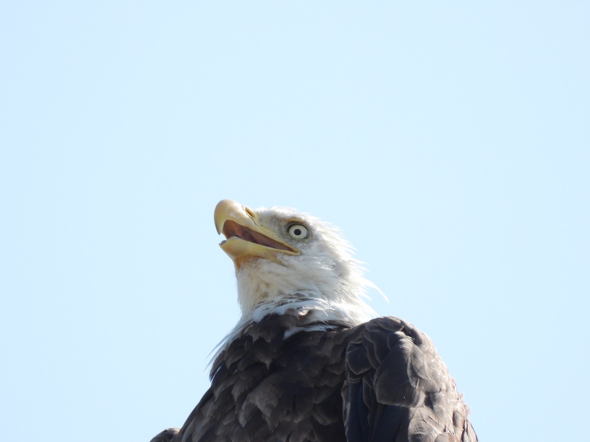 Bald Eagle - ML619577396