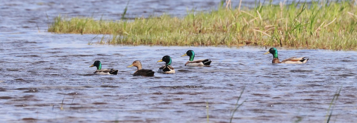 American Black Duck - ML619577399