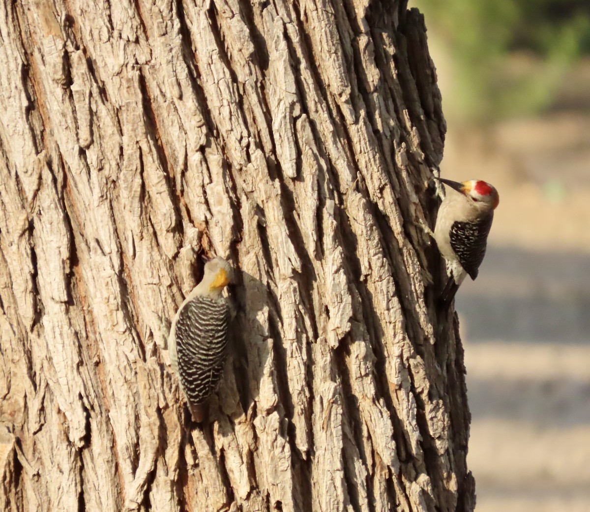 Golden-fronted Woodpecker - Roy Howard