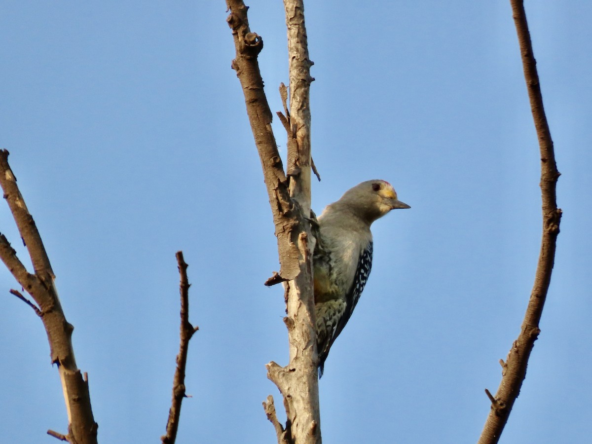 Golden-fronted Woodpecker - Roy Howard