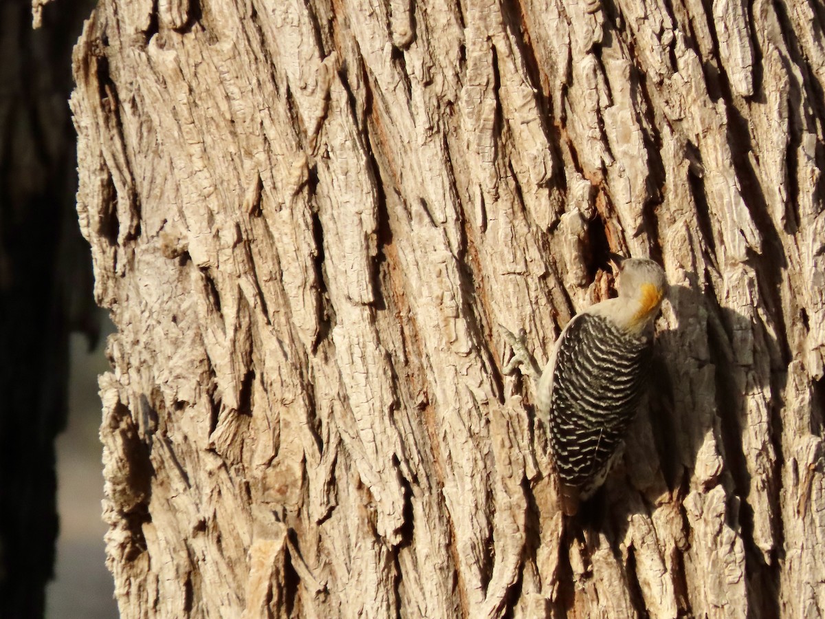 Golden-fronted Woodpecker - Roy Howard