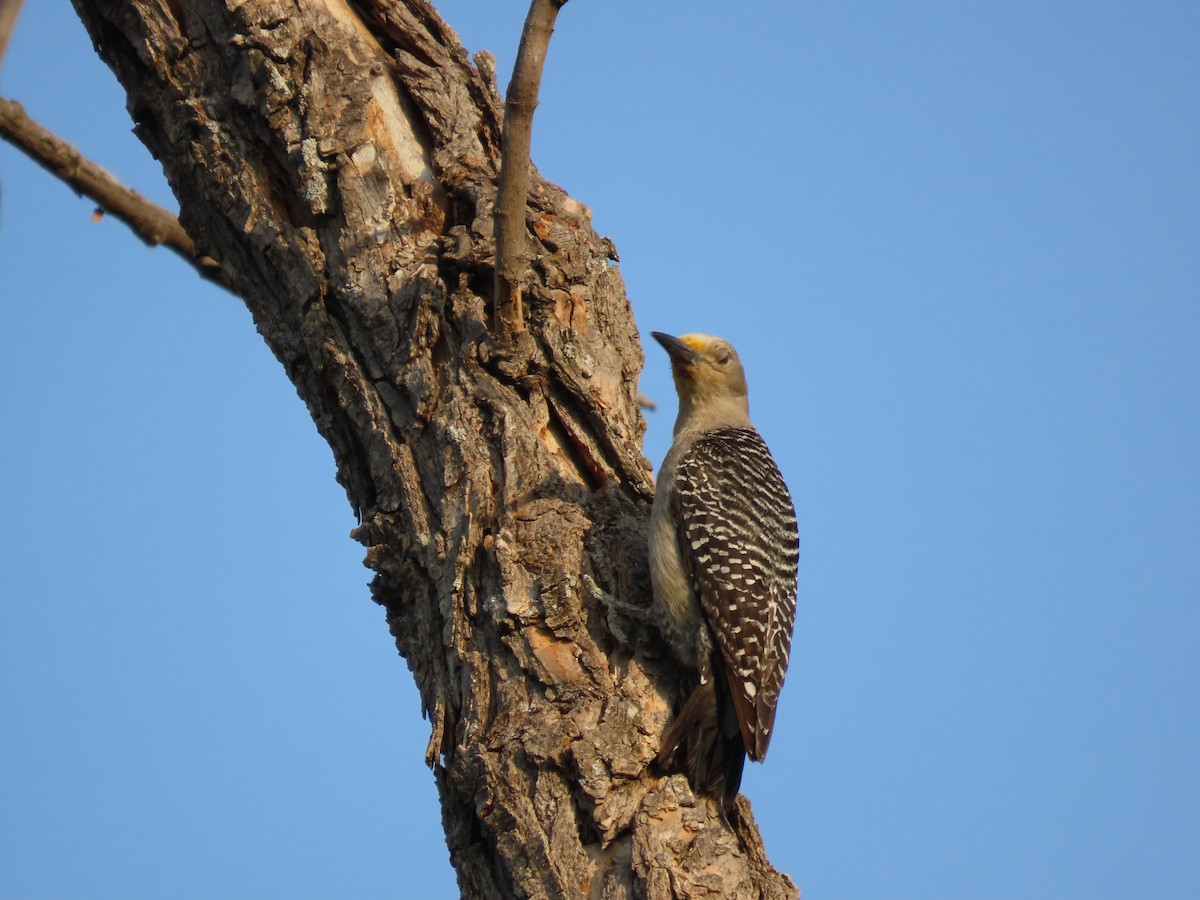 Golden-fronted Woodpecker - Roy Howard