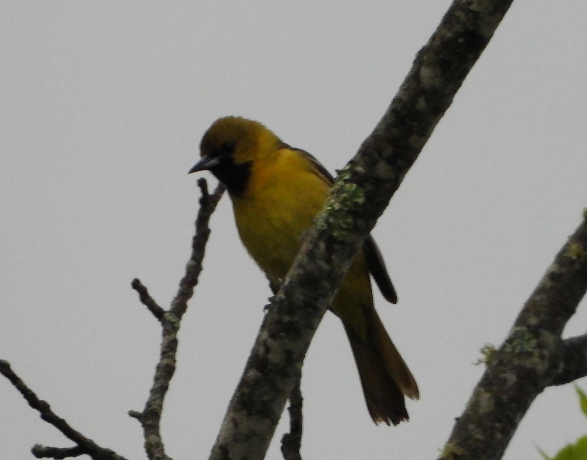 Orchard Oriole - Ron Furnish