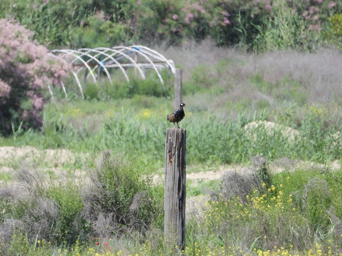 Black Francolin - ML619577416