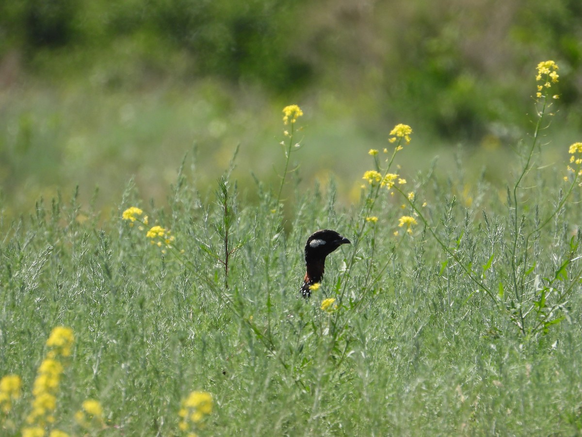 Black Francolin - ML619577417