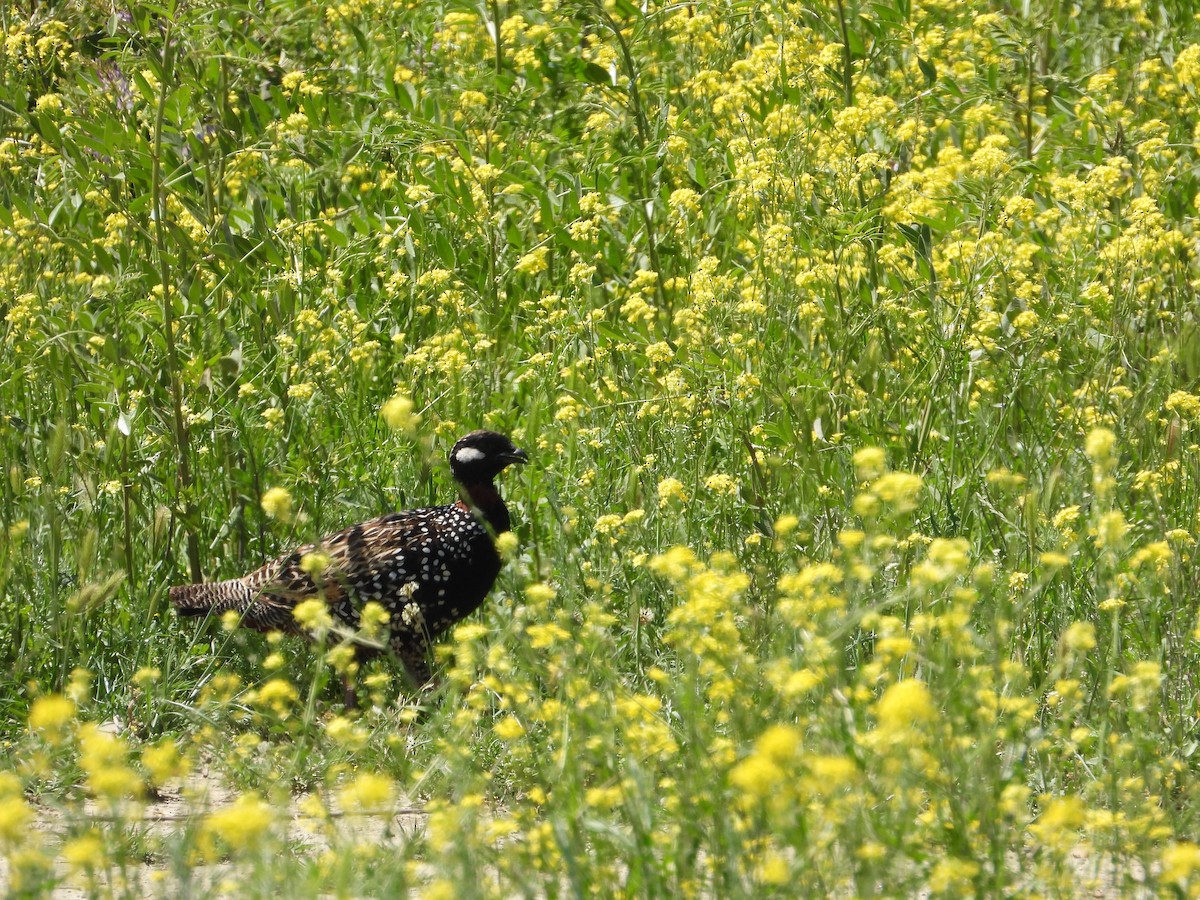 Black Francolin - ML619577423