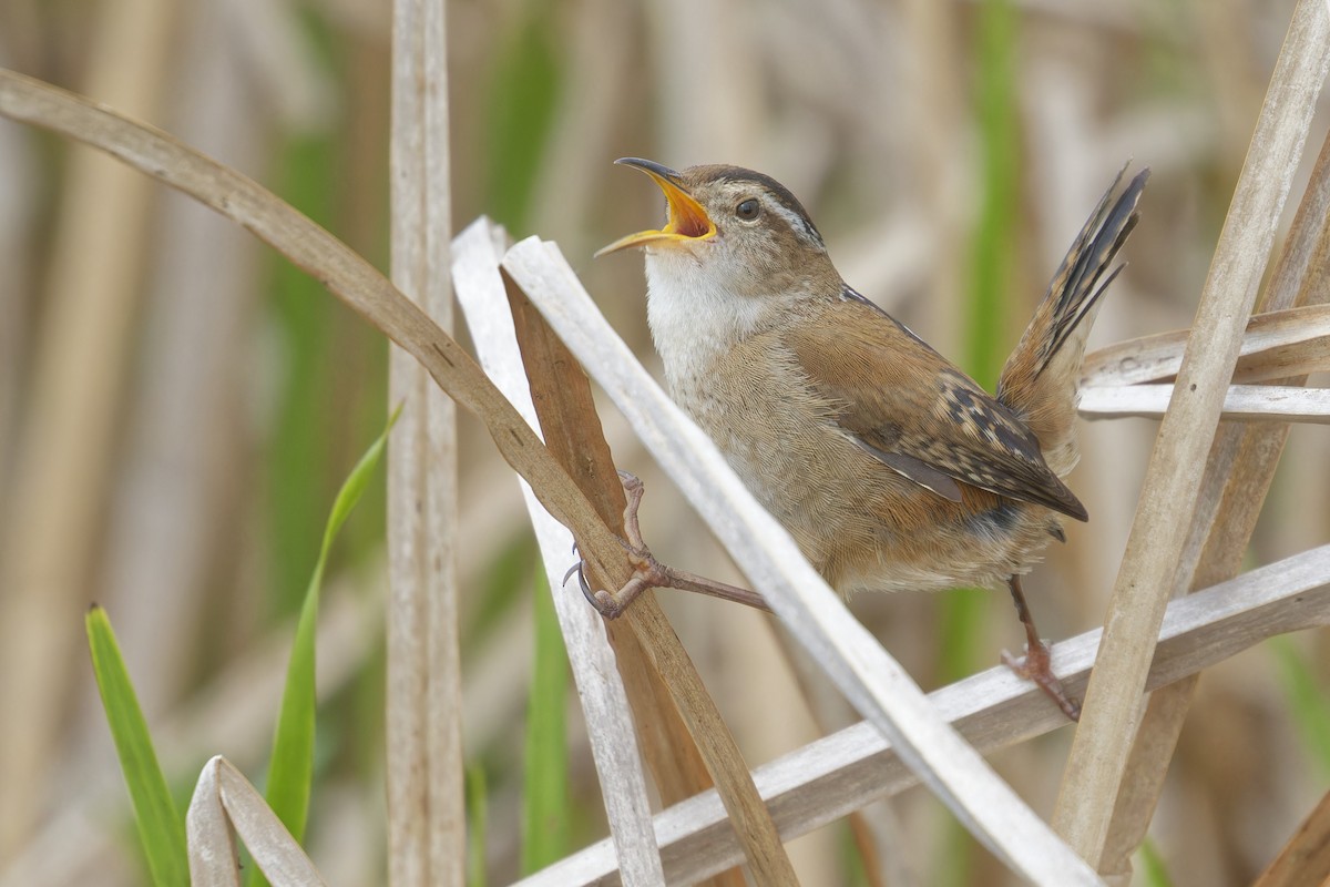 Marsh Wren - Mario St-Gelais