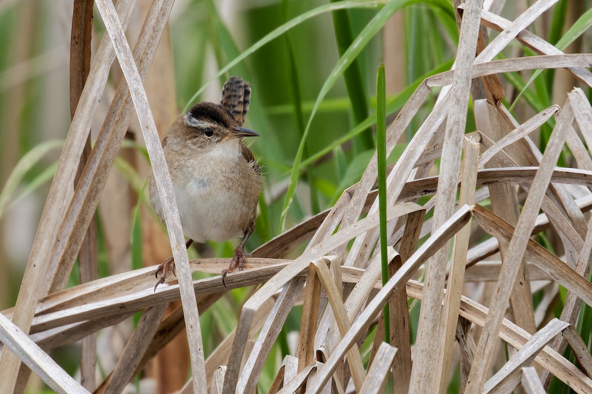 Marsh Wren - Mario St-Gelais