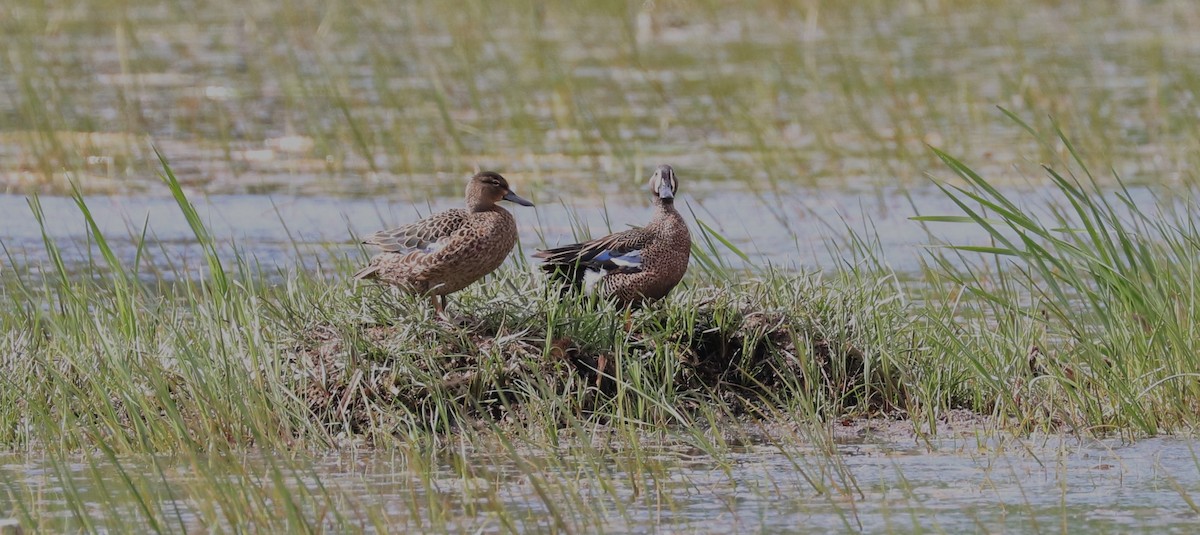 Blue-winged Teal - Lynda Noel