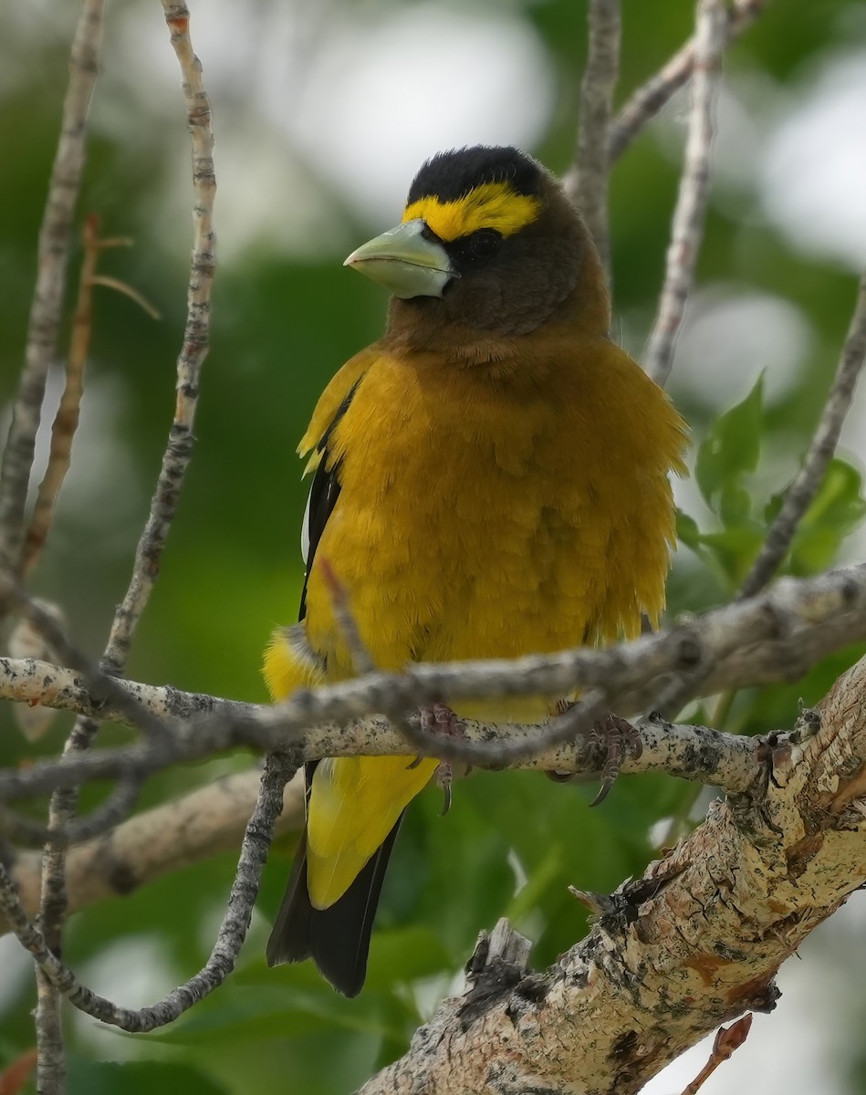 Evening Grosbeak - Georges Kleinbaum