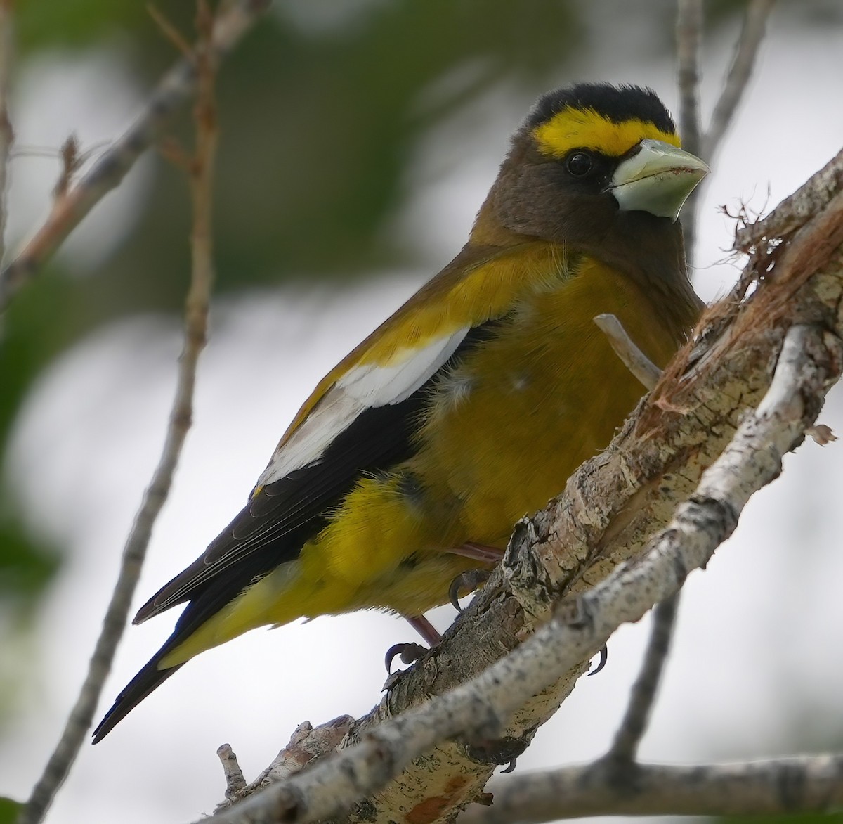 Evening Grosbeak - Georges Kleinbaum