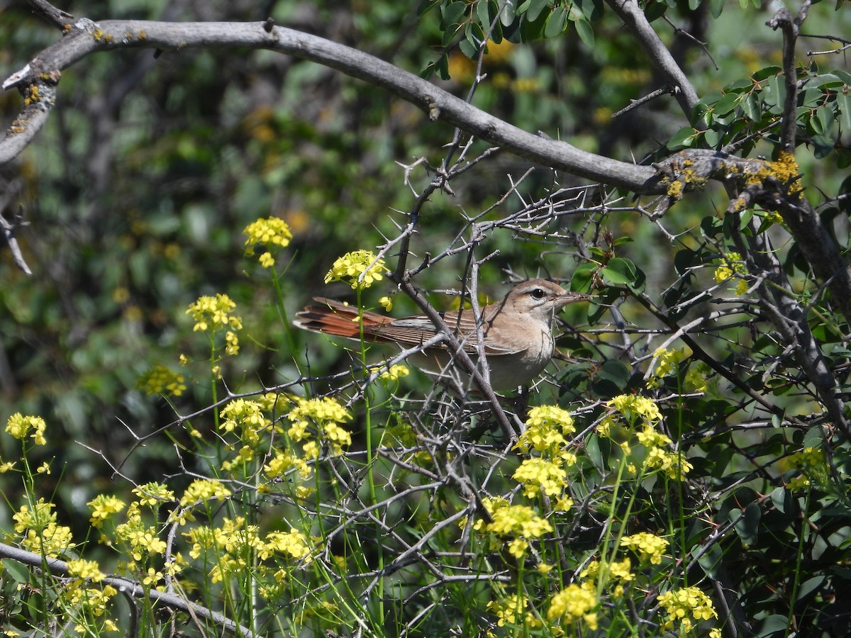 Rufous-tailed Scrub-Robin - ML619577437