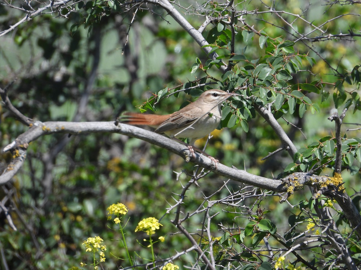 Rufous-tailed Scrub-Robin - ML619577438