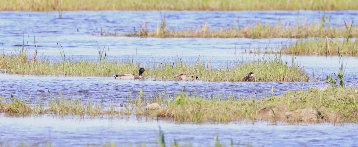 Ruddy Duck - Lynda Noel