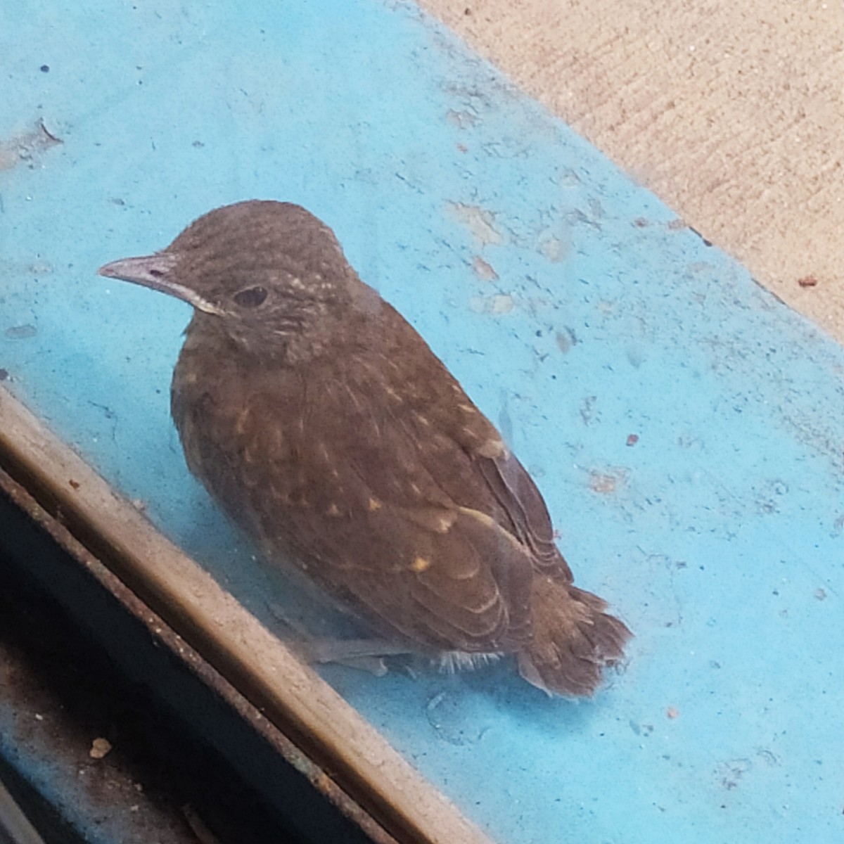 Pale-breasted Thrush - ML619577447