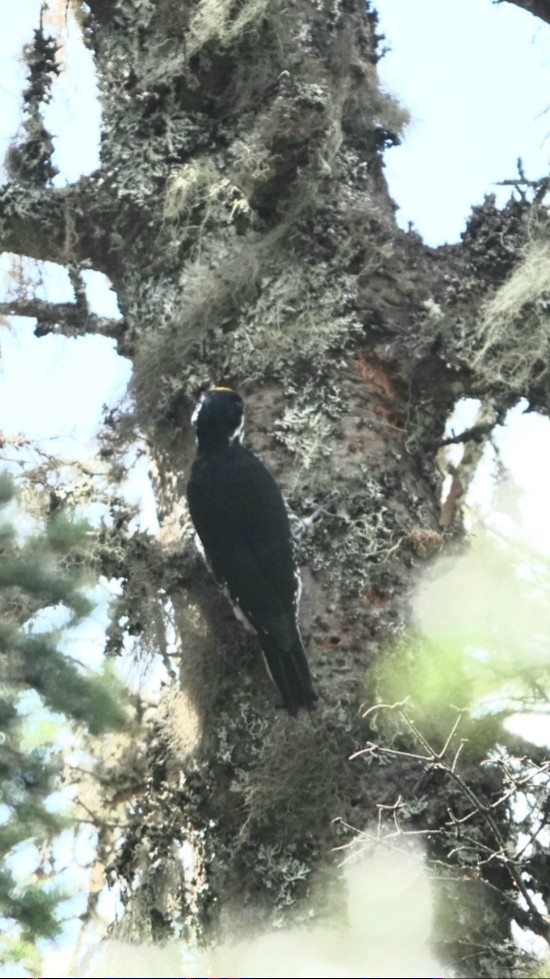 Black-backed Woodpecker - Éric Cormier