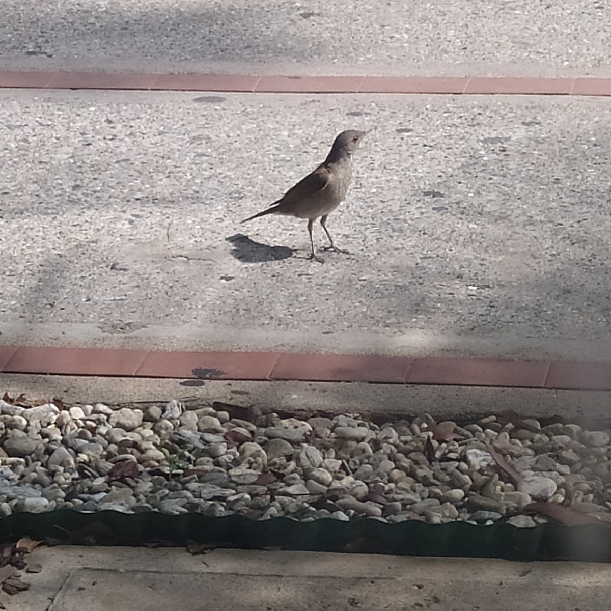 Pale-breasted Thrush - T L P L