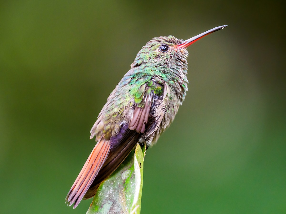 Rufous-tailed Hummingbird - Abe Villanueva