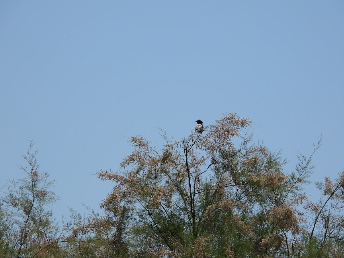 Rosy Starling - ML619577461