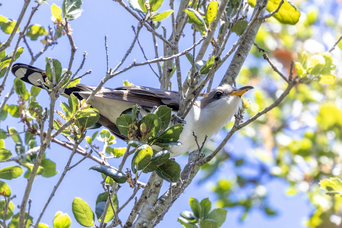 Yellow-billed Cuckoo - ML619577462