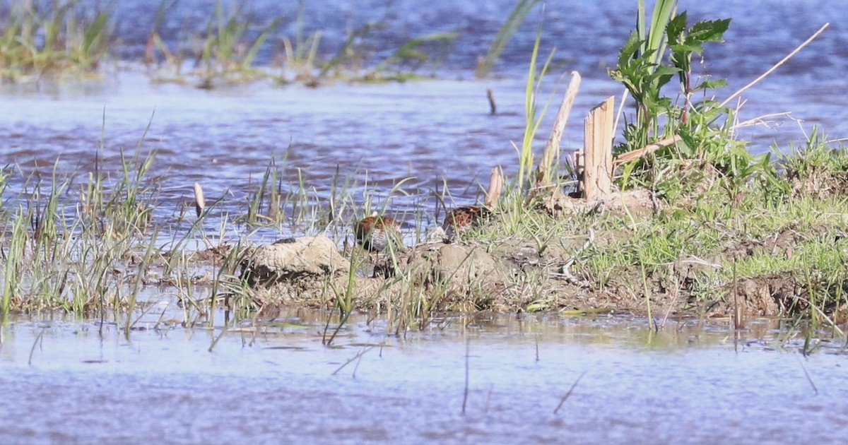 Dunlin - Lynda Noel