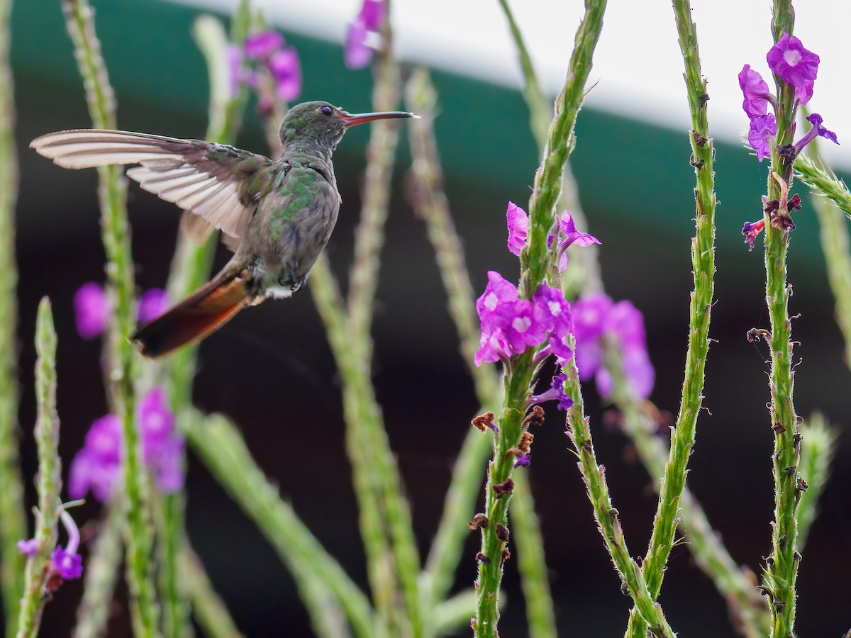 Rufous-tailed Hummingbird - Abe Villanueva