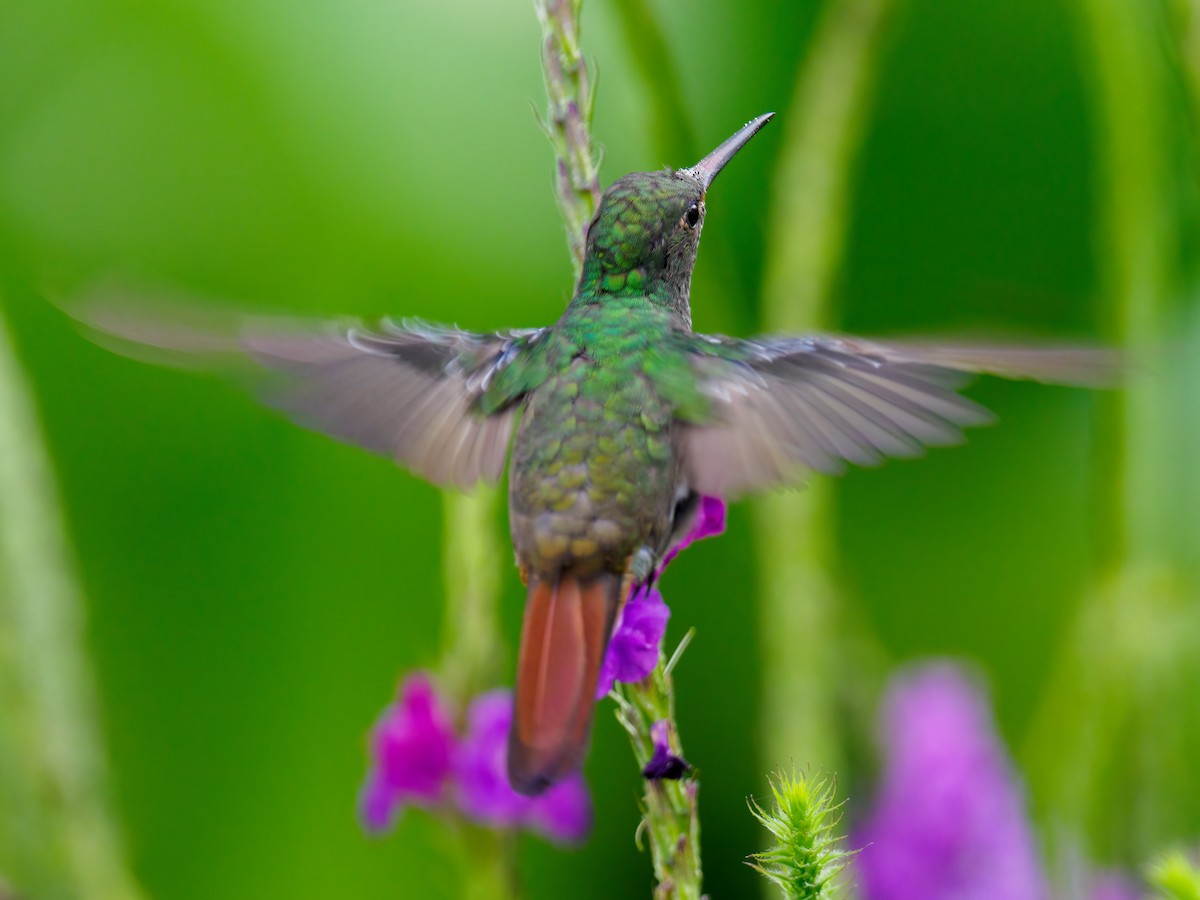 Rufous-tailed Hummingbird - Abe Villanueva