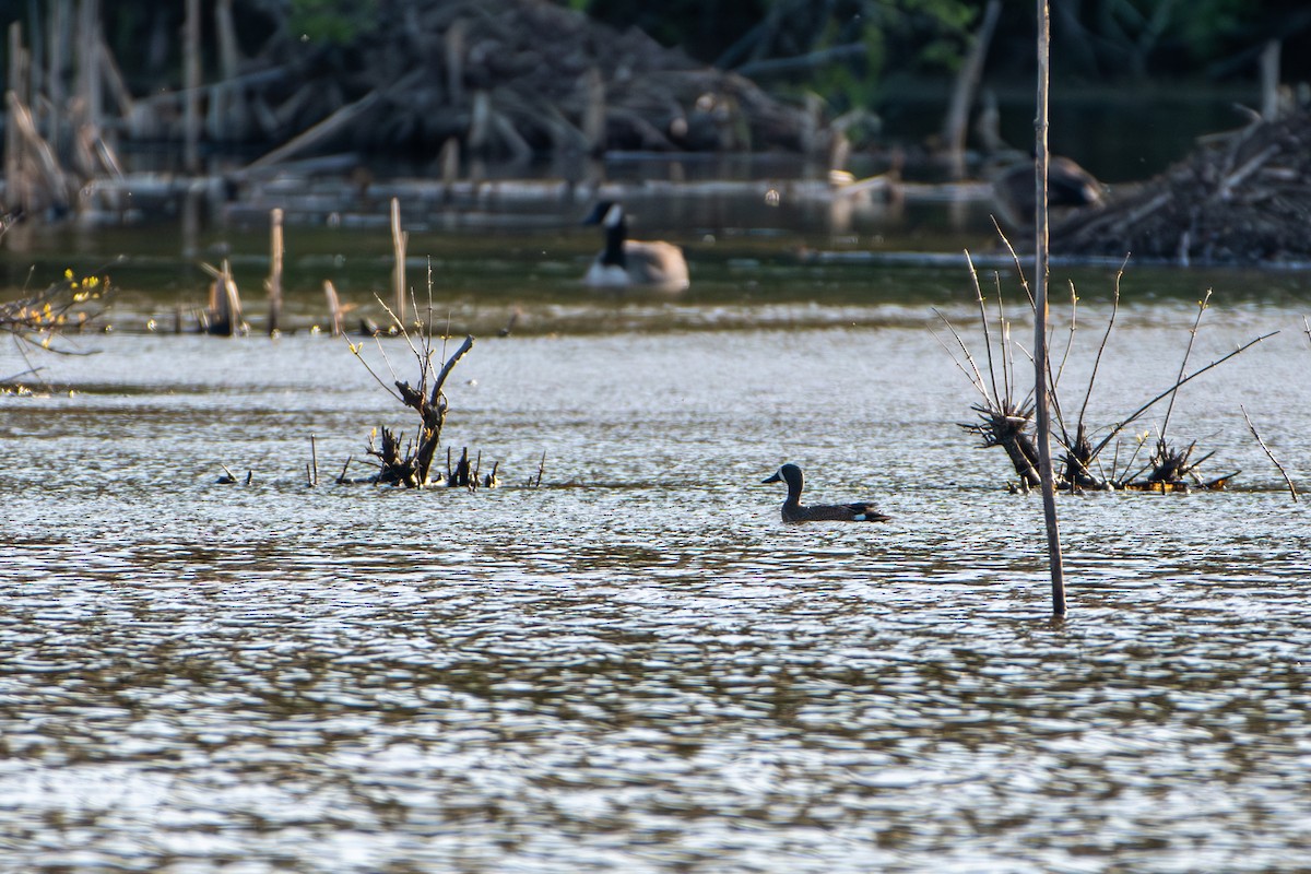 Blue-winged Teal - Kevin ODonnell