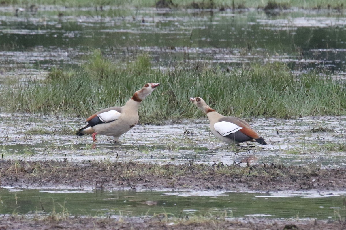 Egyptian Goose - Tom Ensom