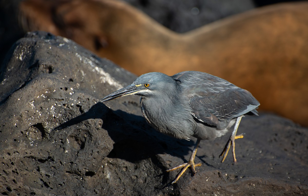 Striated Heron (Galapagos) - Sally  Palmer