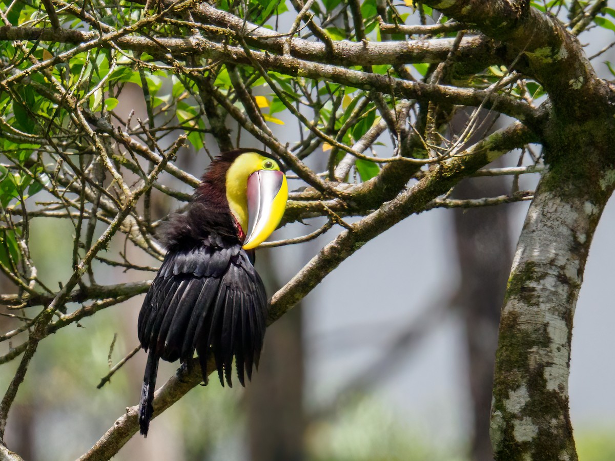 Yellow-throated Toucan - Abe Villanueva