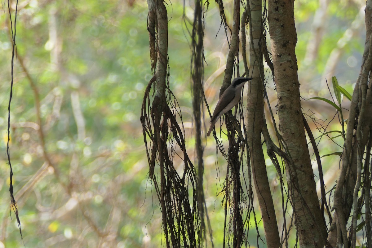 Large Woodshrike - Nancy Houlihan