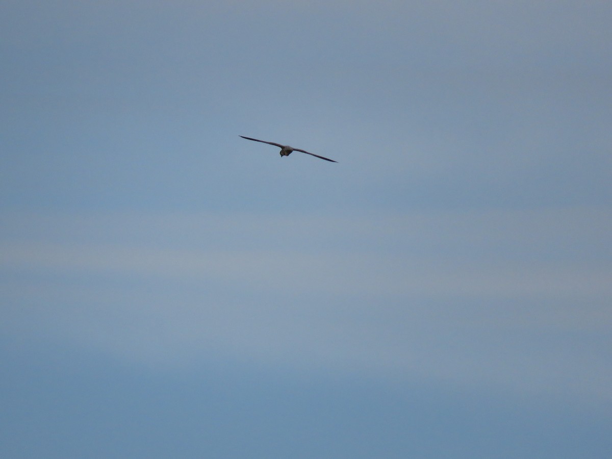 Eurasian Hobby - Josiah Evans