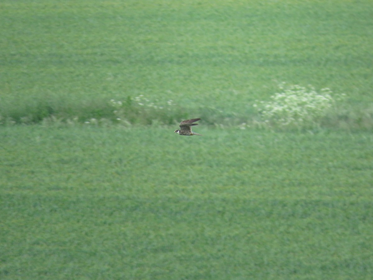 Eurasian Hobby - Josiah Evans