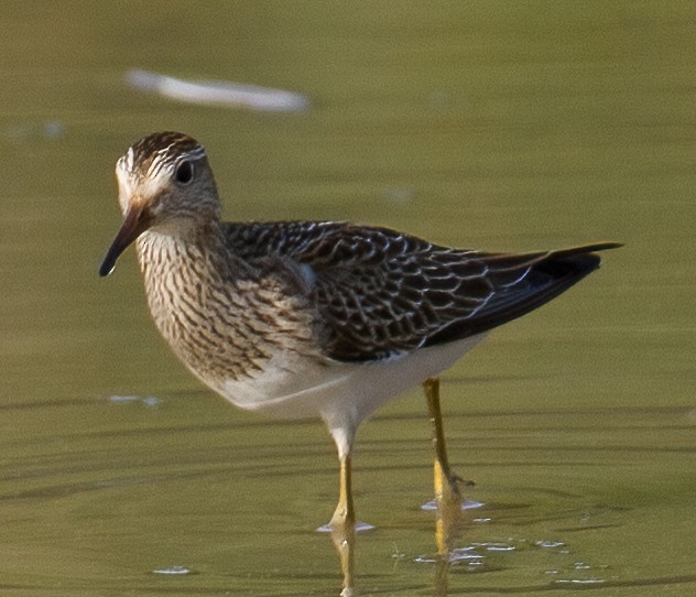 Pectoral Sandpiper - José Martín