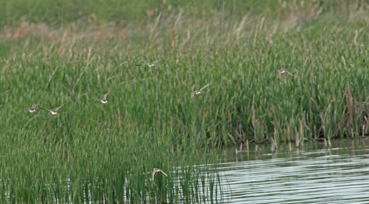 Wood Sandpiper - Andrew Steele