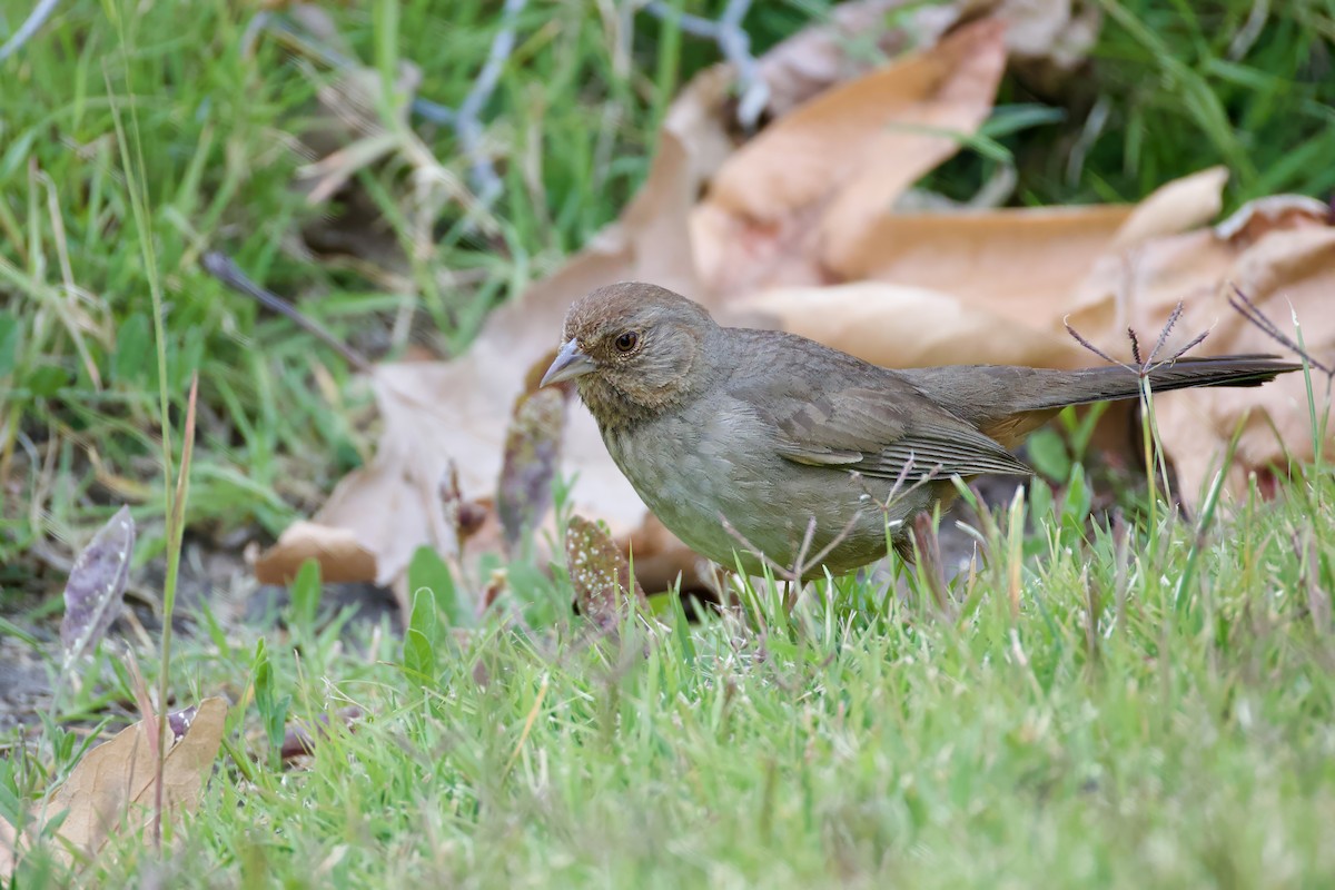 California Towhee - Mark Elness