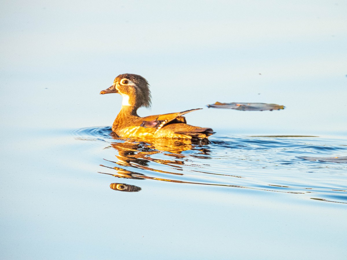 Wood Duck - Amanda Dulworth