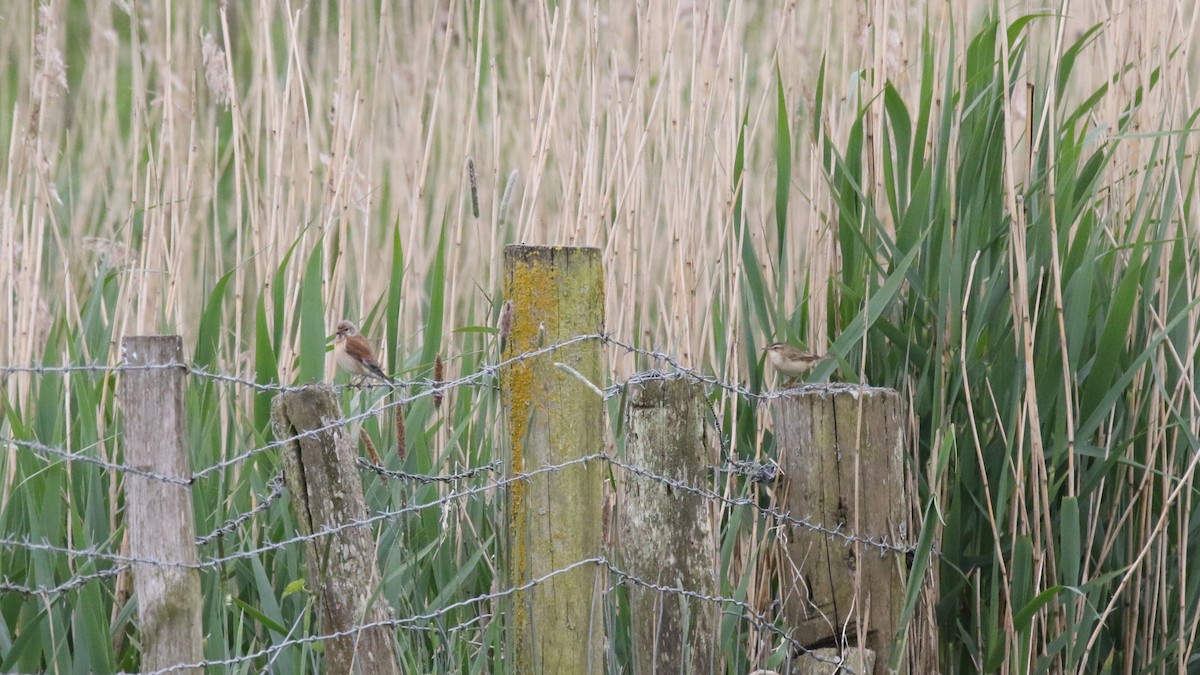 Sedge Warbler - Tom Ensom