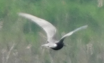 Black Tern - Jane Huggins