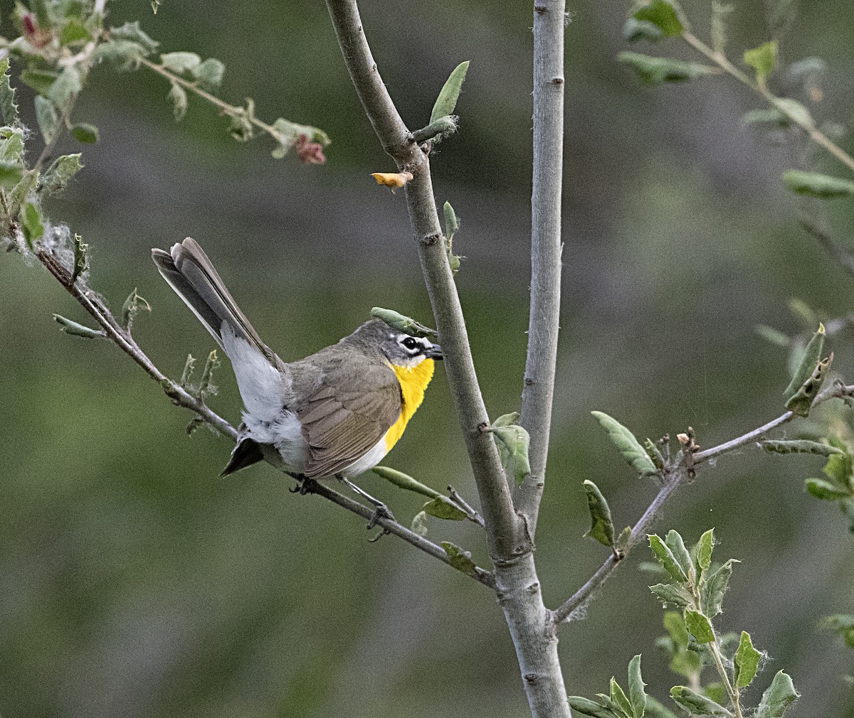 Yellow-breasted Chat - Terry  Hurst