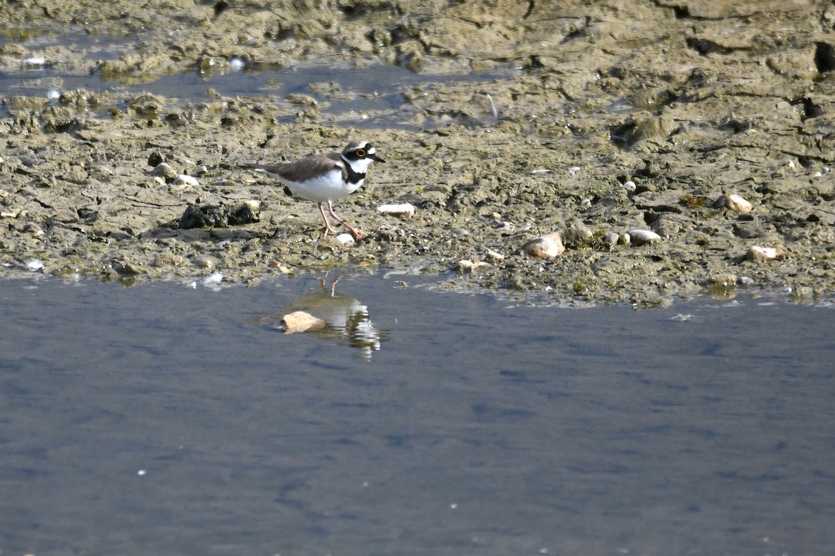 Little Ringed Plover - Philipp Straub