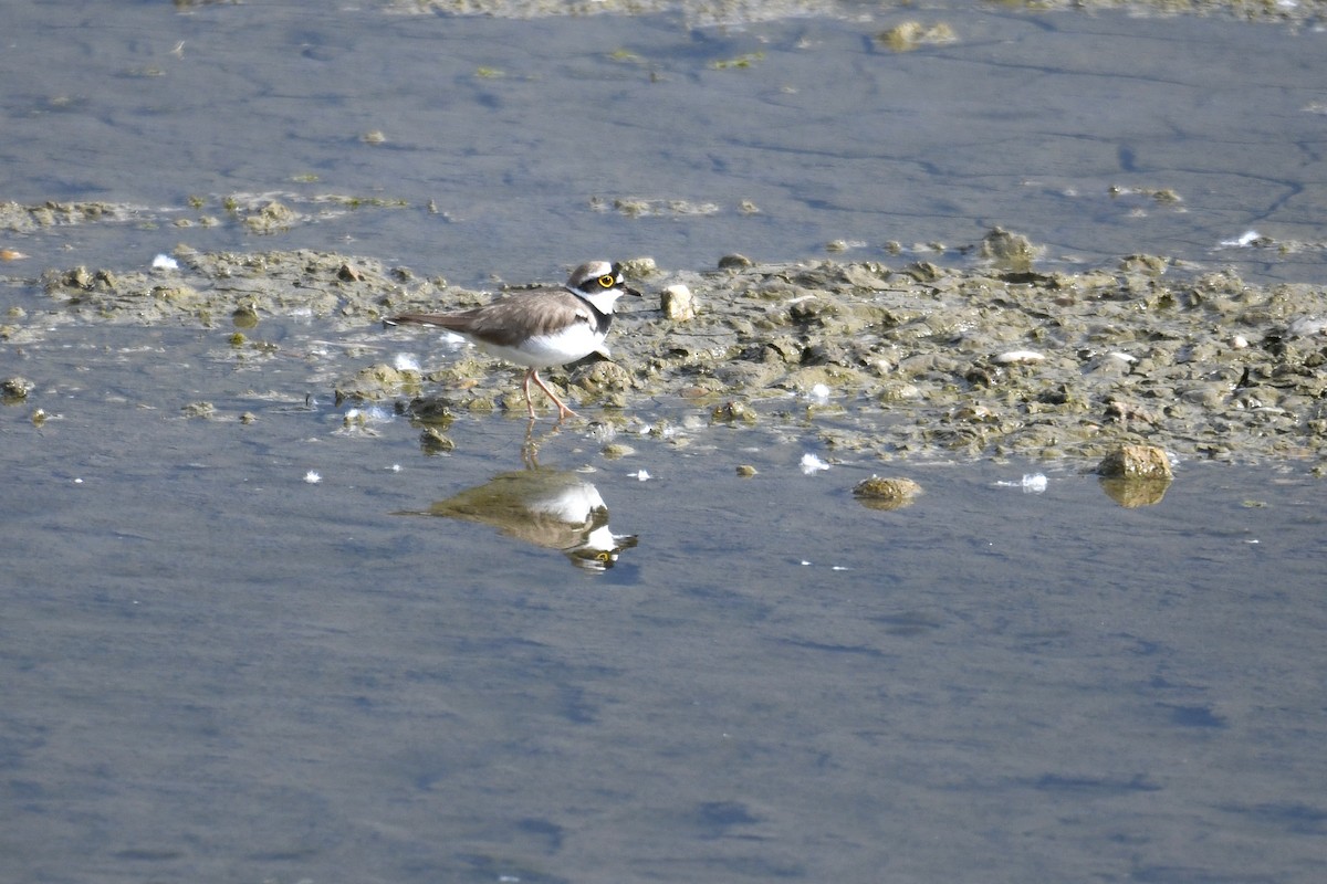 Little Ringed Plover - Philipp Straub