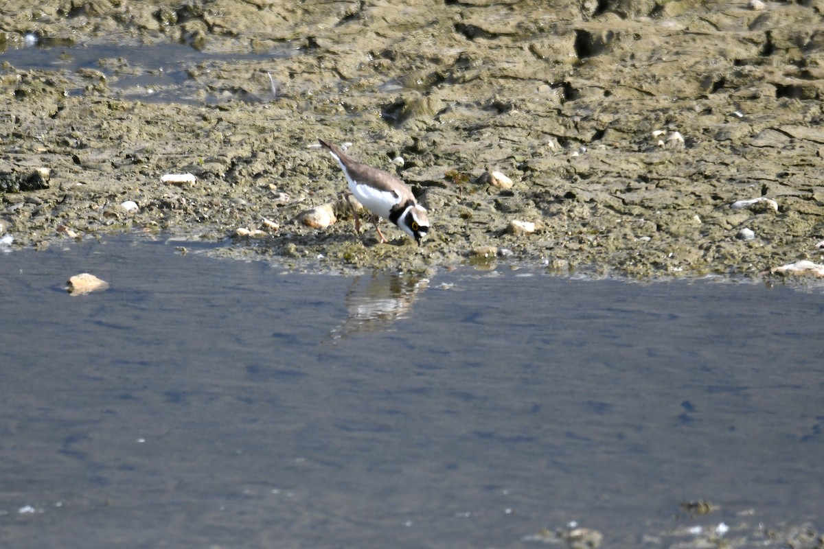 Little Ringed Plover - Philipp Straub