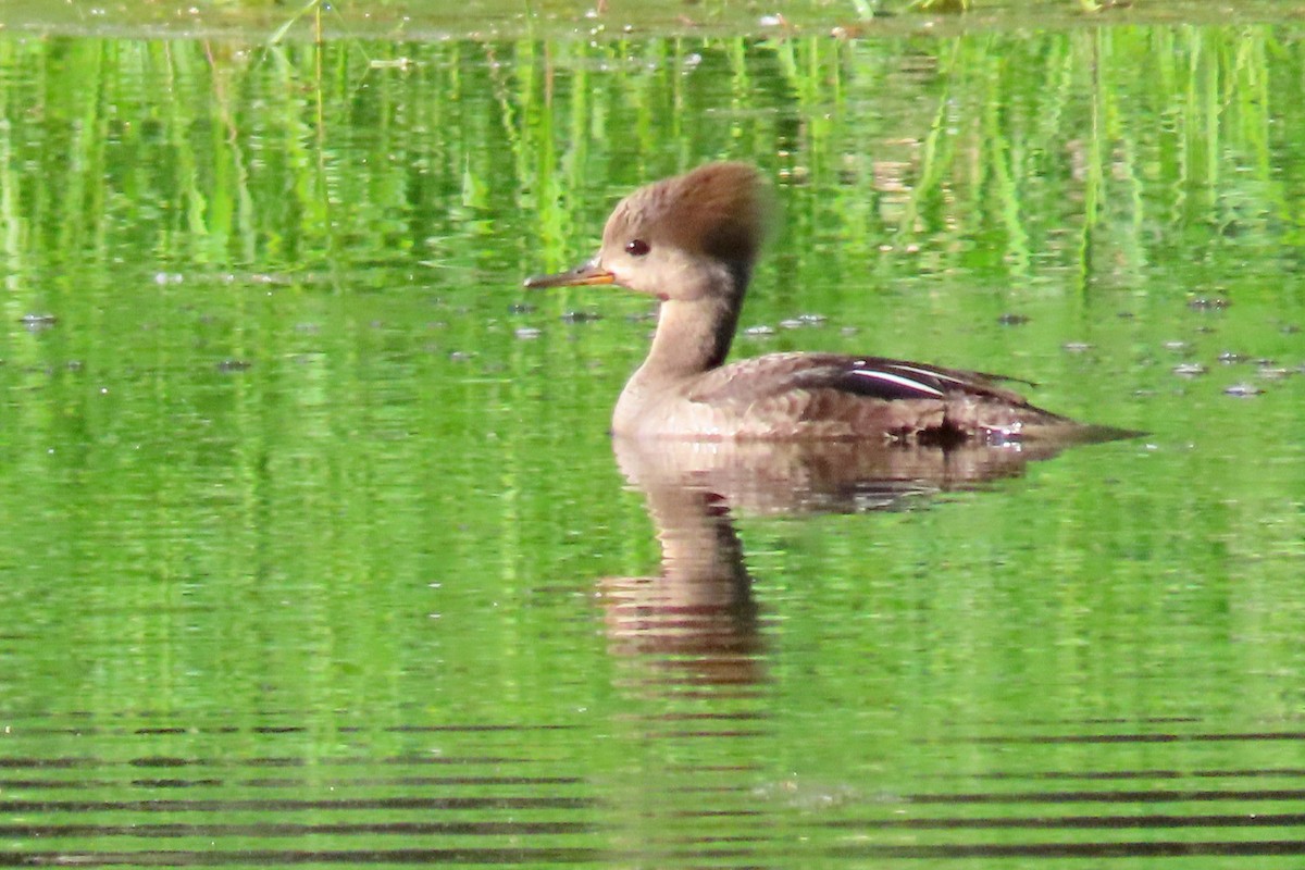 Hooded Merganser - John Zakelj