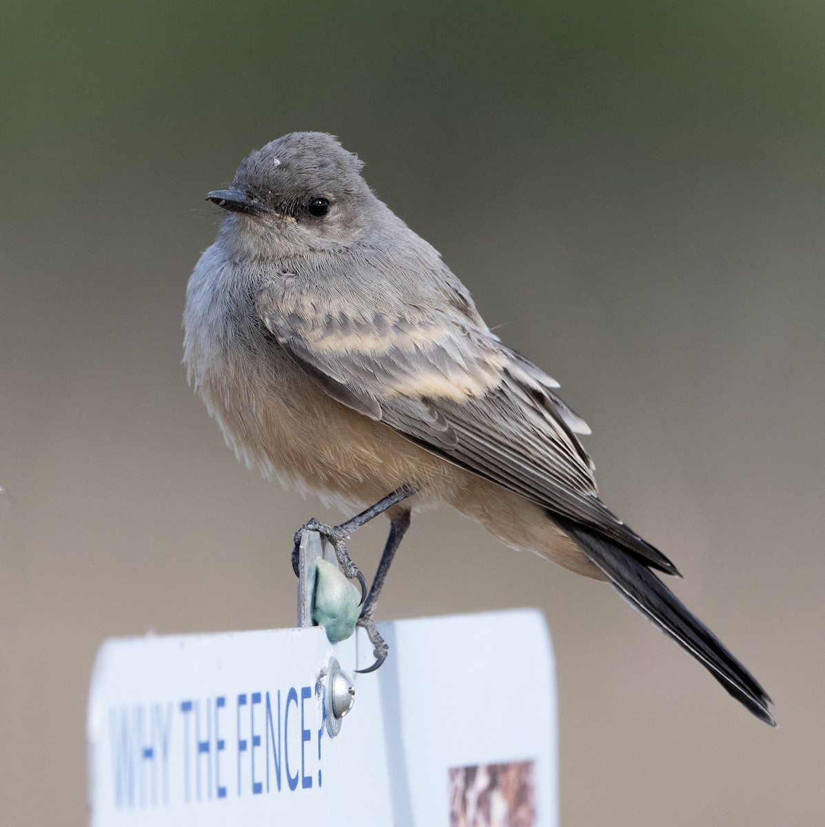 Say's Phoebe - Terry  Hurst