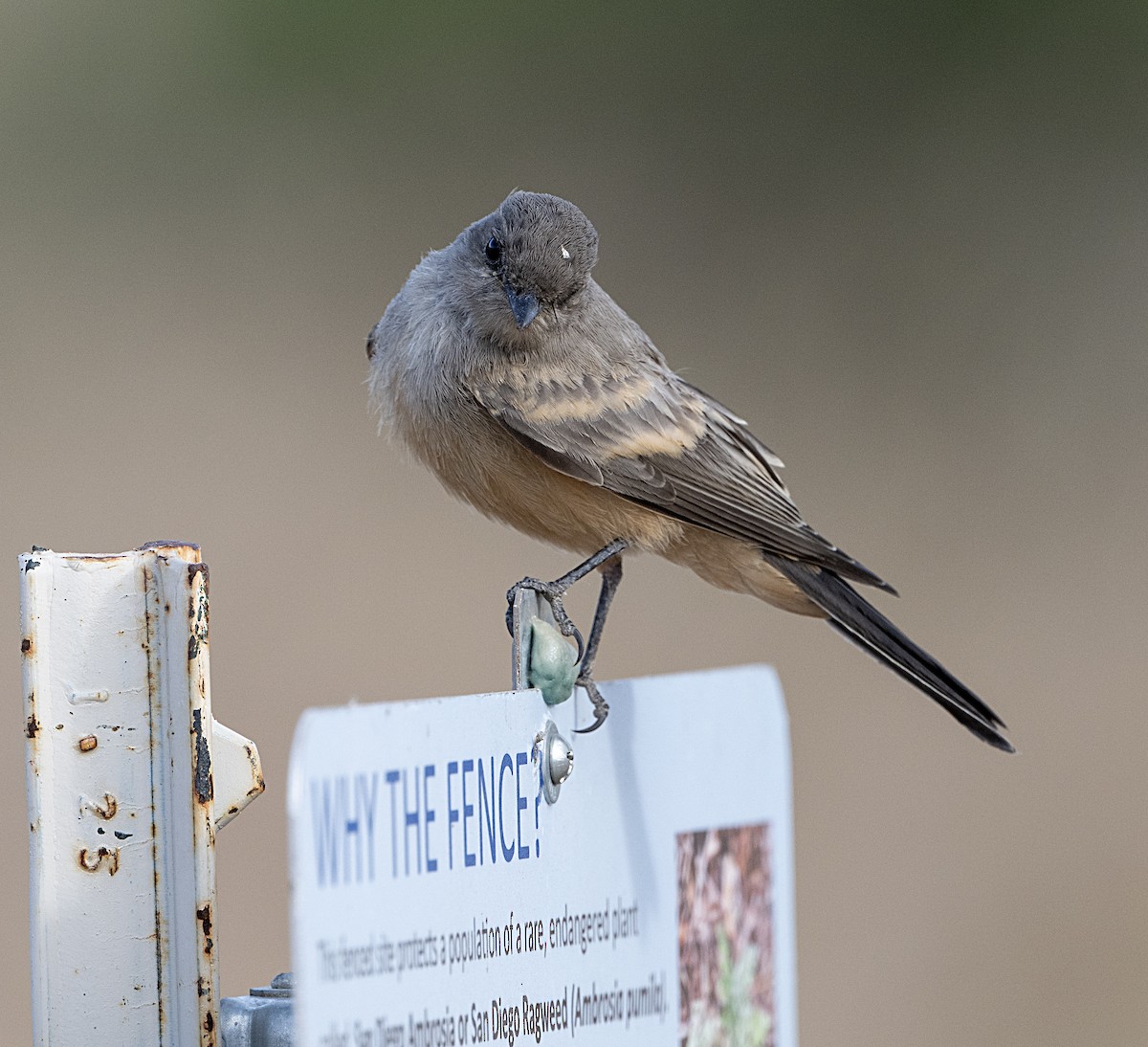 Say's Phoebe - Terry  Hurst