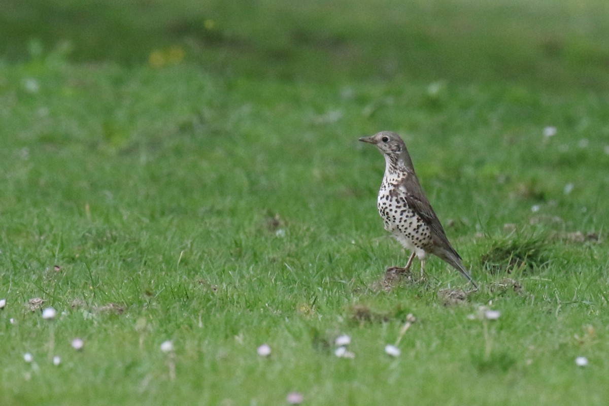 Mistle Thrush - ML619577539